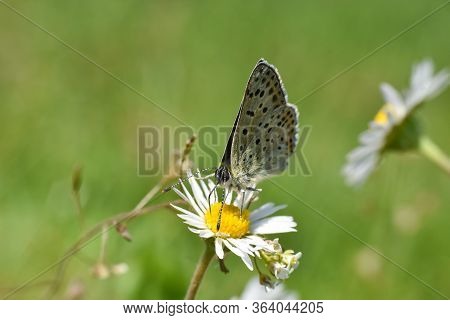 Sooty Copper Butterfly On Flower. Small Blue Butterfly, Lycaena Tityrus, On Meadow