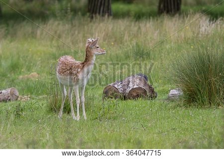 Photo Of An Alert Fallow Deer Looking At Something