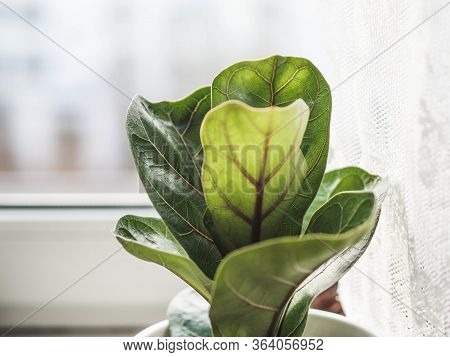 Low Green Ficus Lyrate In A Cache-pot On The Windowsill