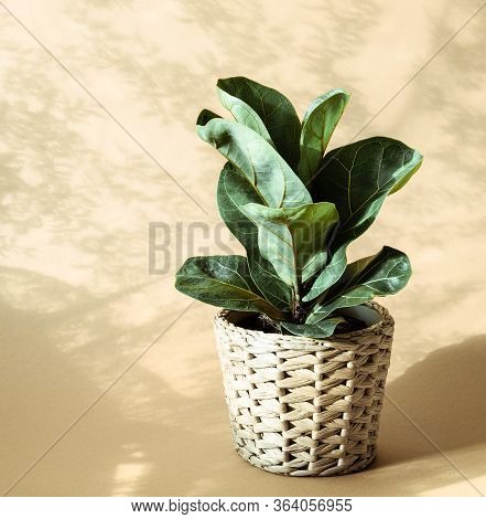 Low Green Ficus Lyrate In Cache-pot On Beige Background