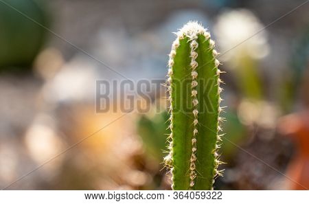 Acanthocereus Tetragonus Or Fairytale Castle Is A Tall, Columnar Cactus Native To South America.