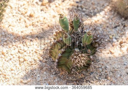 Gymnocalycium Mihanovichii Cactus With Unripe Seed Pods And Offshoots.