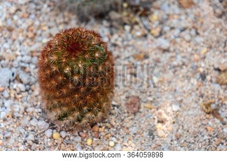 Brownish-red Spine Mammillaria Carmenae Rubrispina Globular Cactus Grows In Natural Desert.