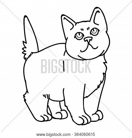 Cute Monochrome Lineart British Shorthair Kitten Vector Clipart. Pedigree Kitty Breed For Cat Lovers