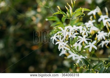 Kusadas , Turkey. White Flowers Of Jasmine Shrub On Green Blurred Background.