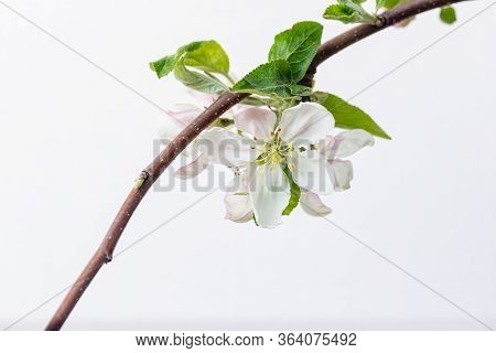 Blooming Apple Isolated On White Background