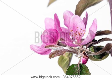 Blooming Apple Isolated On White Background