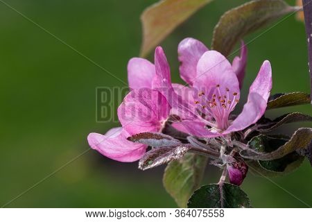 Blooming Apple Isolated On White Background