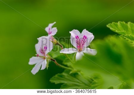 Pink Pelargonium Blooming In The Garden