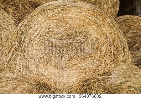 Dry-hay Warehouse For Pet Food, Storage Of Hay