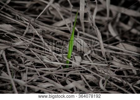 Little Rebel - Minimalistic Shot Of A Green Blade Of Grass In A Monochrome Sourrounding