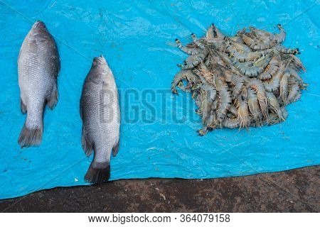 Bhetki Or Barramundi (lates Calcarifer) Or Asian Sea Bass, Is A Popular Fish Among Bengali People. P