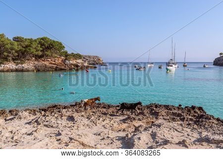 Seascape View Of The Famous Bay Cala Turqueta With Two Walking Goats In The Foreground. Menorca, Bal