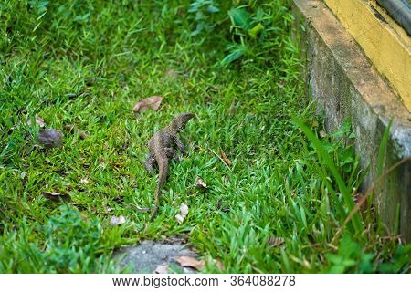 Komodo Lizard Walks On The Lawn In The Park.
