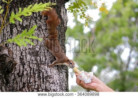 Close-up A Hands Of Thai Asian Old Man Who Was Sending Bread To Give A Squirrel On A Tree In Public 