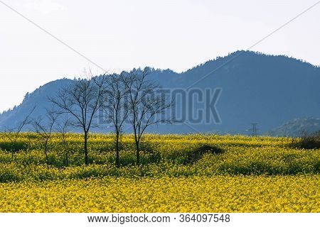 Yellow Rapeseed Flowers Field With Blue Sky At Luoping County, China