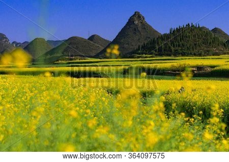Yellow Rapeseed Flowers Field With Blue Sky At Luoping County, China