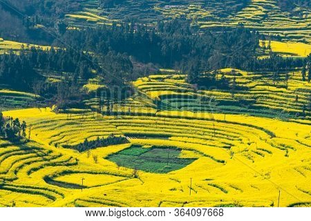 Rapeseed Flowers At Snail Farm Luositian Field In Luoping County, China