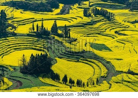 Rapeseed Flowers At Snail Farm Luositian Field In Luoping County, China