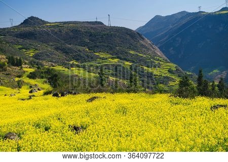 Rapeseed Flowers At Snail Farm Luositian Field In Luoping County, China