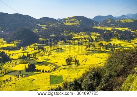 Rapeseed Flowers At Snail Farm Luositian Field In Luoping County, China