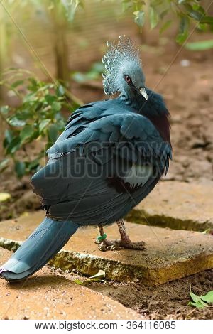 Goura Victoria Sitting On A Tree Branch With Sunshine Pouring Overhead. Close Up Of A Tropical Bird 