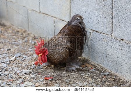 The Japan Male Bantam Eatting Watermalon In Farm Garden At Thailand