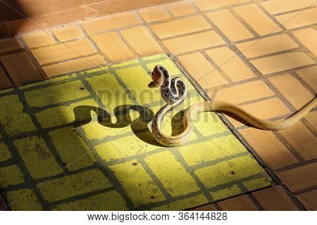 Close Up Rat Snake Attack On Floor In Thailand