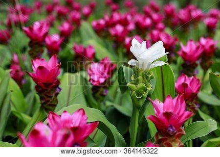 Close Up White Krachiew Flowers In Pink Flower Background At Nature