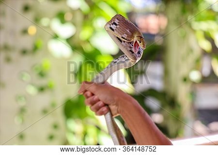 Close Up Rat Snake On Hand Asia Man