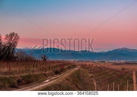 Winter Sunset In The Vineyards Of Collio Friulano