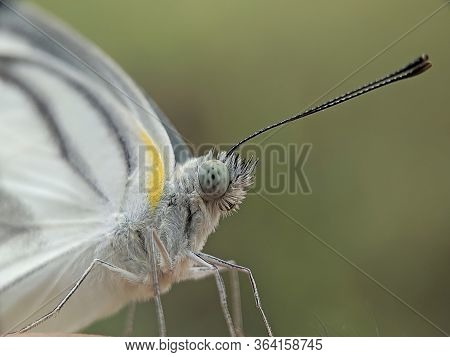 Striped Albatross (appias Libythea) - Close Up Details Of Butterflies, White Butterflies On Flowers 