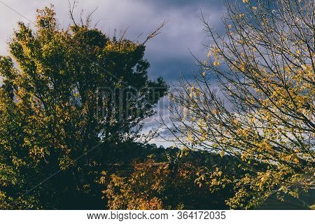 Golden Hour Sunglight Shining On Big Trees With Autumn Leaves And Hills In The Background, Shot In T