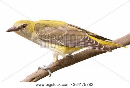 Isolated Portrait Of The Oriole. A Bird Sits On A Branch, Close-up, White Background. Detailed Pictu