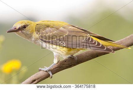 Young Oriole Sitting On A Branch And Posing For A Photographer