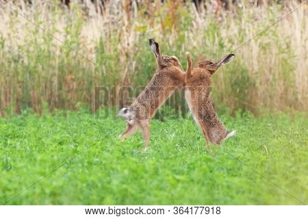 Wild Brown Hares Boxing Close Up In An Agricultural Field In Norfolk Uk