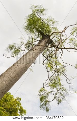 Moringa Drouhardii Bottle Tree In The Tropical Nature In Perdana Botanical Garden, Malaysia.