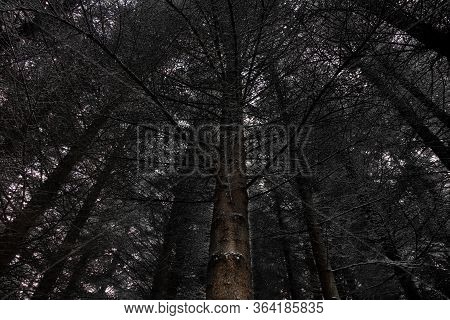 A Tree In The Center Of A Dark Forest On A Dull Day