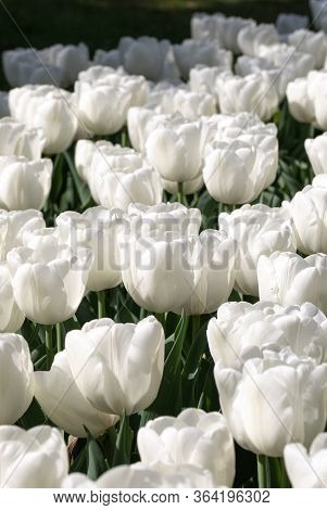 White Tulips. Nature. Flower. Garden. Flora