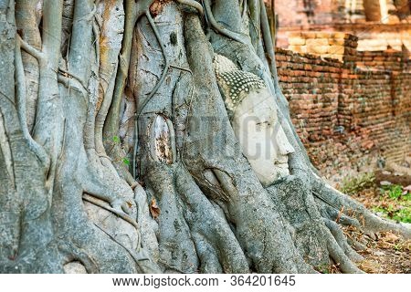 Buddha Head In Tree Roots In Ruins Of Wat Mahathat Temple. Ayutthaya, Thailand