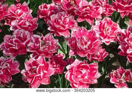 Red. Tulips Flower. Nature. Garden. Flora
