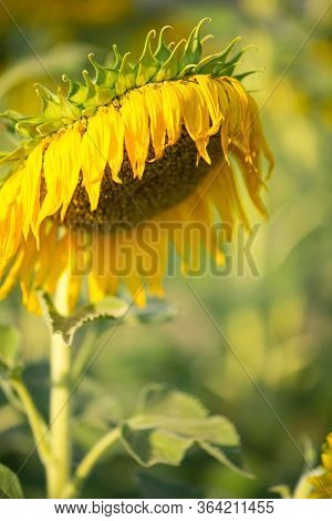 Sere Sunflower On Natural Background In Garden