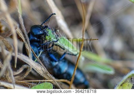 Macro Pic Of A Black Oil Beetle (meloe Proscarabaeus)  Chewing On A Blade Of Grass