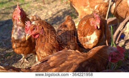 Red Hen Home On Mini Farm. Farming Of Poult. Grazing In The Meadow Or In The Garden, Freedom.