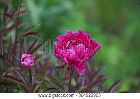 Blooming Maroon Bush Decorative Perennial Peony