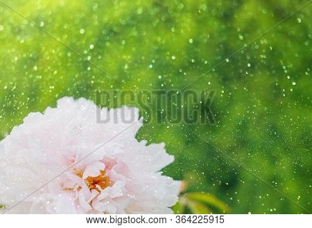 Bright Pink Peony In Gaden In The Early Morning, In Summer. Card. Happy Mothers Day Greeting. Peony 