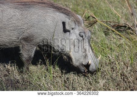 Warthog  Common Warthog  Feeding. Delta Okavango, Botswana; 
