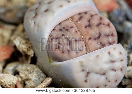 The Living Stone Lithops Schwantesii