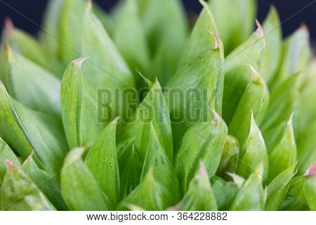 Leaves Of A Haworthia Bilineata