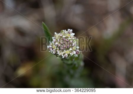 Field Pepperwort Flower, Lepidium Campestre.